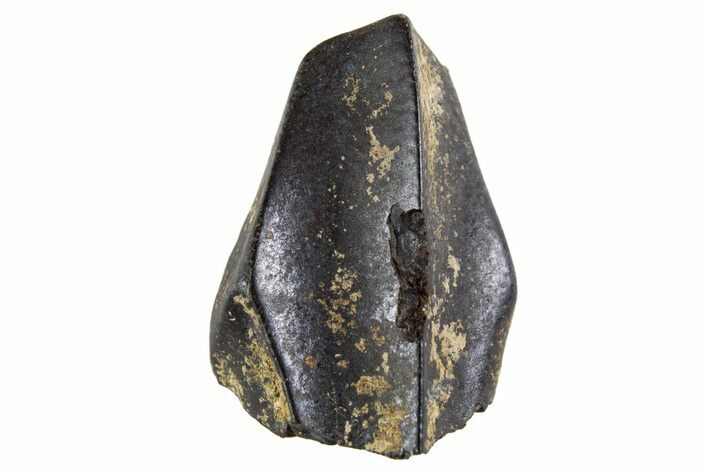 Fossil Hadrosaur (Edmontosaurus) Partial Tooth - Montana #340942